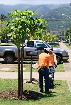 trees_along_kulanui