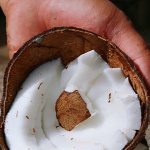 coconut7