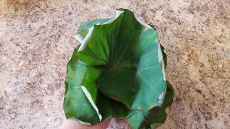 Stacking taro leaves