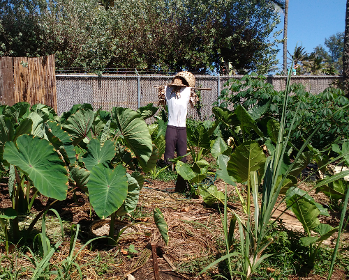 Growing taro at the Polynesian Cultural Center, a Samoan tradition