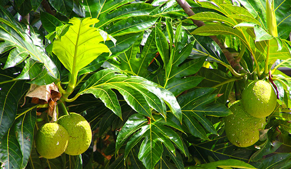 breadfruit