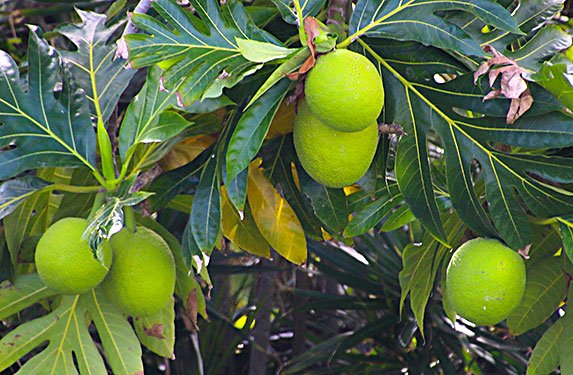 breadfruit