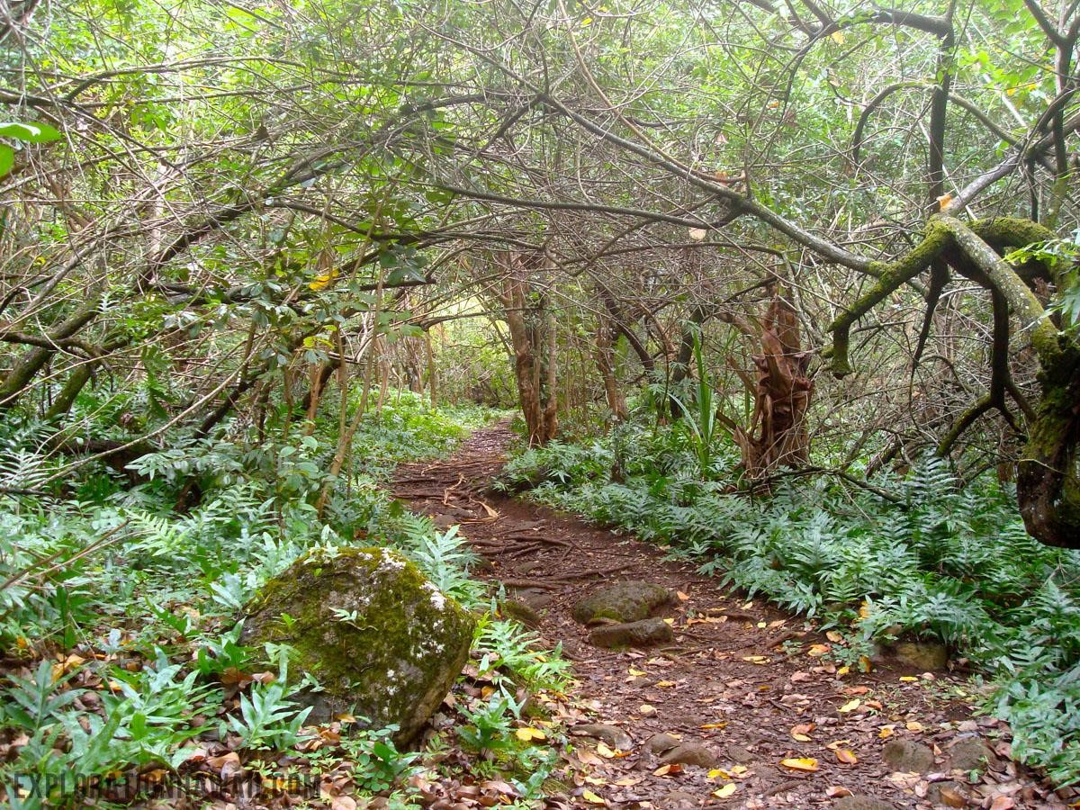 Photo of Hau'ula Loop trail by Coty Gonzales