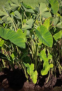 Taro plants