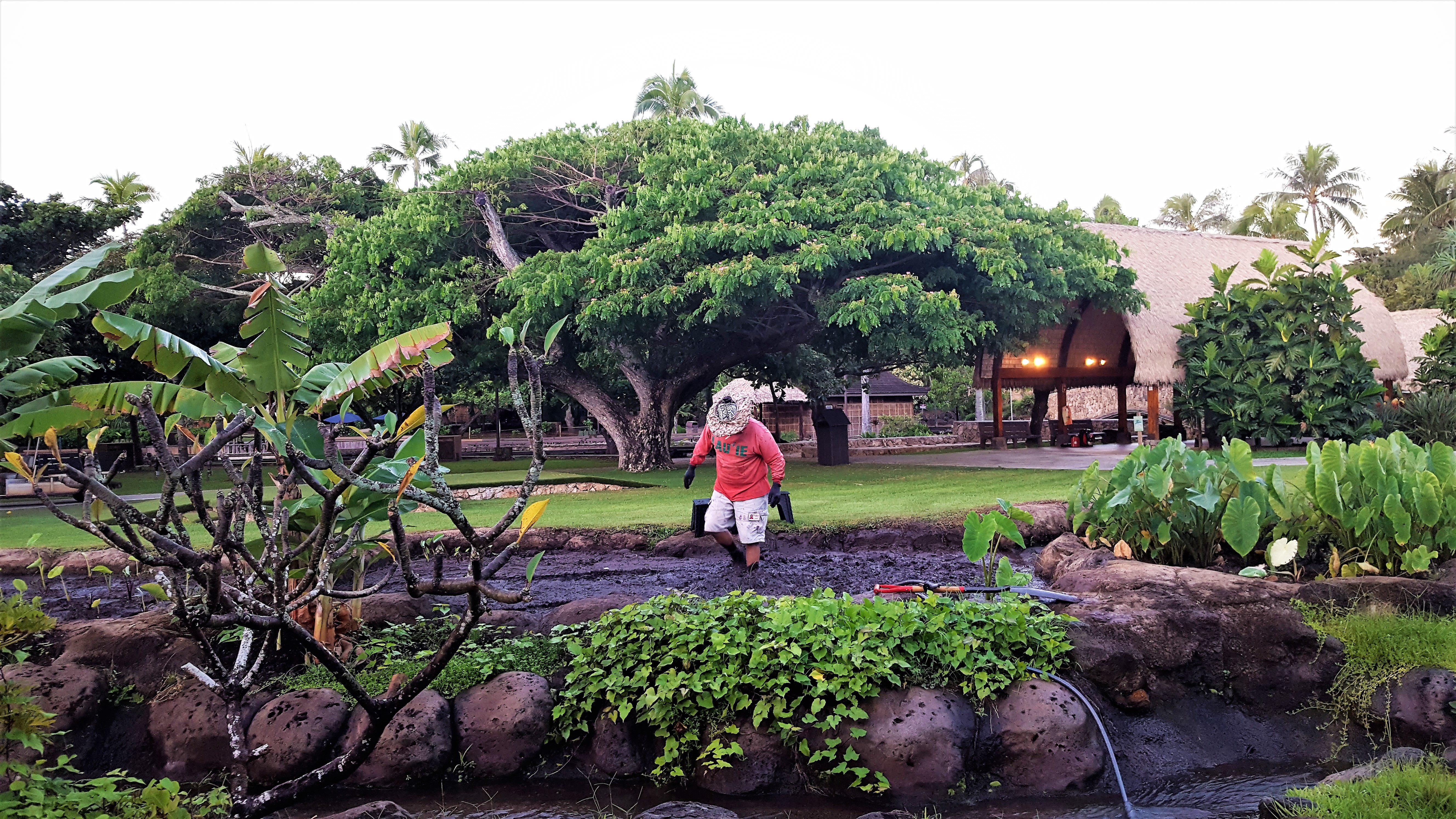 Traditional loi (taro) farming and poi preparation: The Polynesian Cultural Center comes full circle