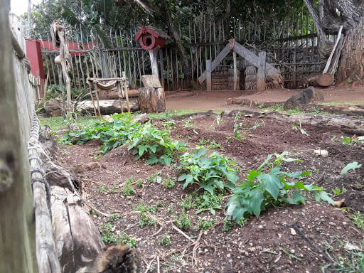 Sweet potatoes growing the the Maori Village at the Polynesian Cultural Center