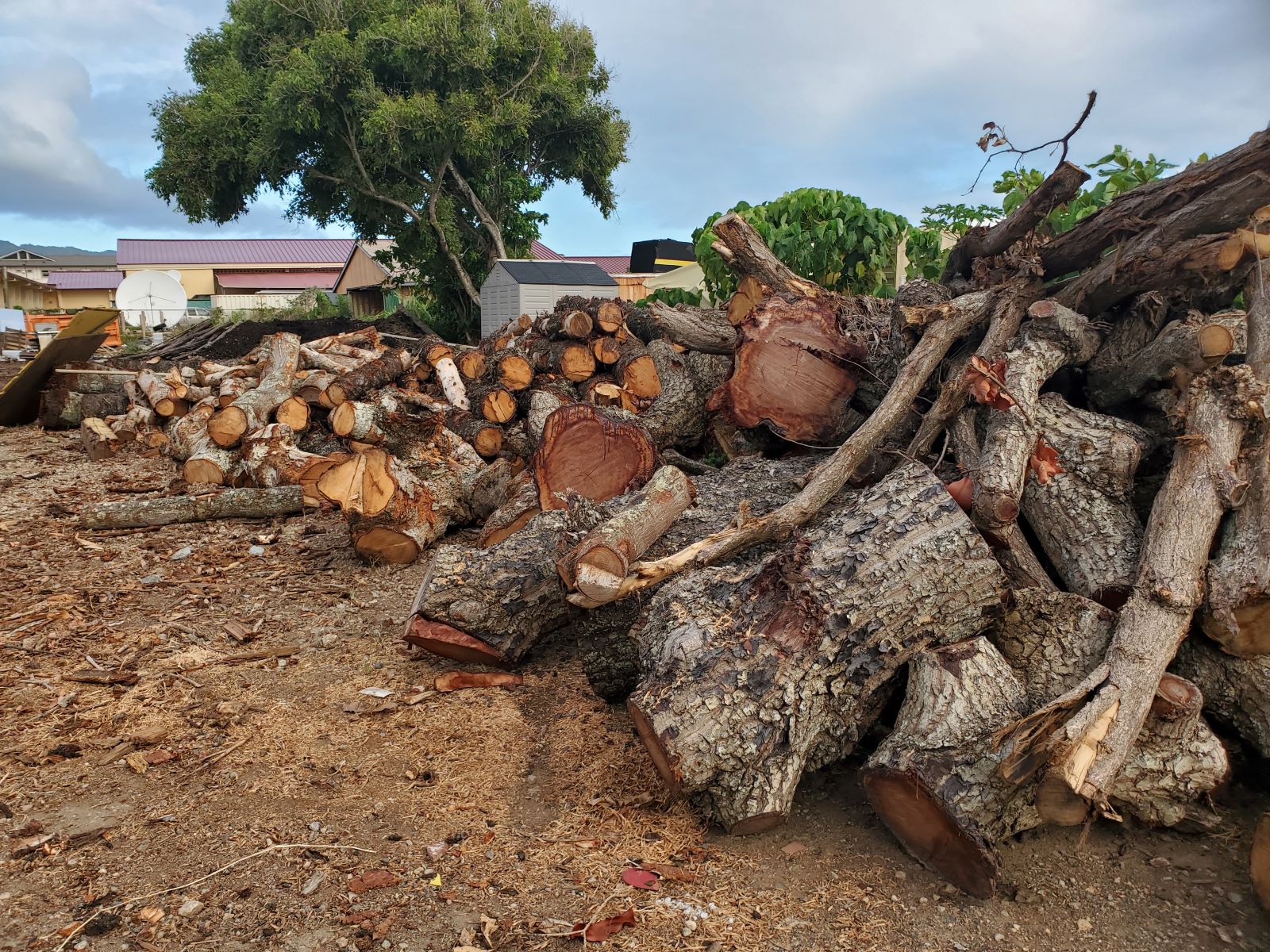 Carvers of Polynesia: Blessed with abundance