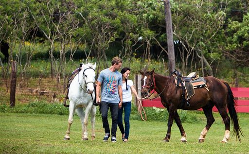 image of a man and a woman holding hands while holding the reins of a white horse and a brown horse