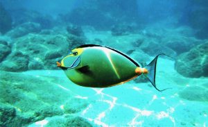humuhumunukunukuapua'a swimming in Pacific ocean