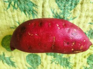 Kumara