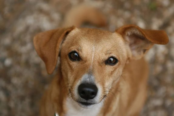 Cook Islands Dogs brown eyes