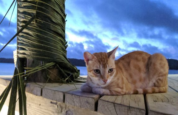 Cook Islands Aitutaki Cat on porch