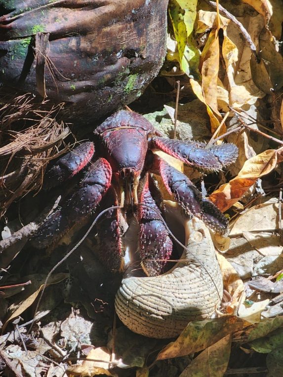 Coconut Crab on Atiu Cook Islands