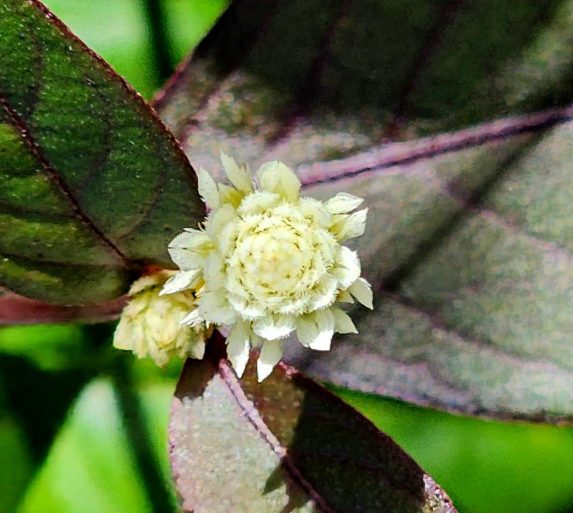 White Flower Blossom on Atiu Cook Islands